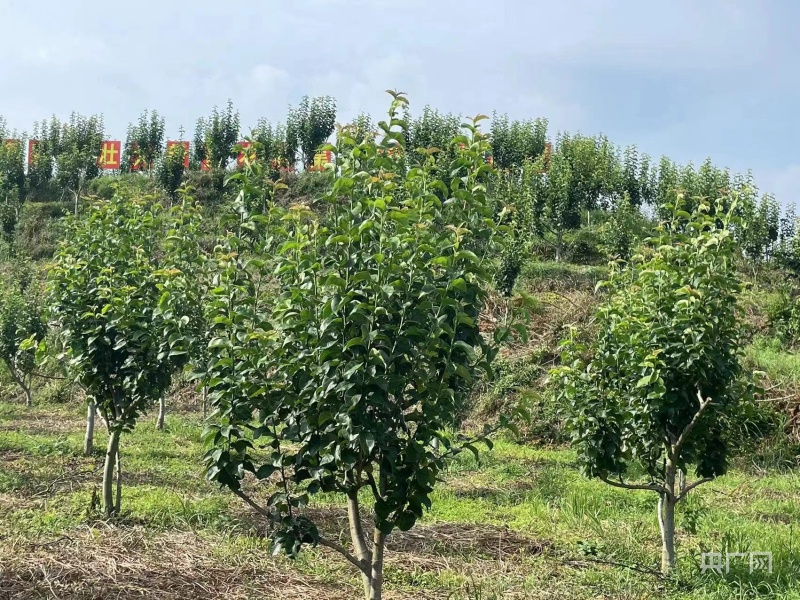 新征程 新样范｜三江村：打造“花果山” 引领“致富路”(图2)