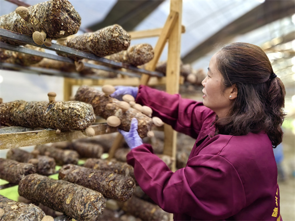 产销两旺！平坝天马食用菌基地60万棒香菇迎丰收(图4)