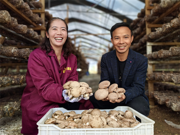 产销两旺！平坝天马食用菌基地60万棒香菇迎丰收(图5)